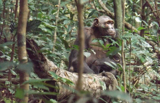 Chimpanzees Hunting For Honey Are Very Very Clever