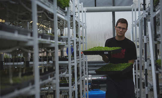 Are Microgreens Better For You Than Regular Greens?
