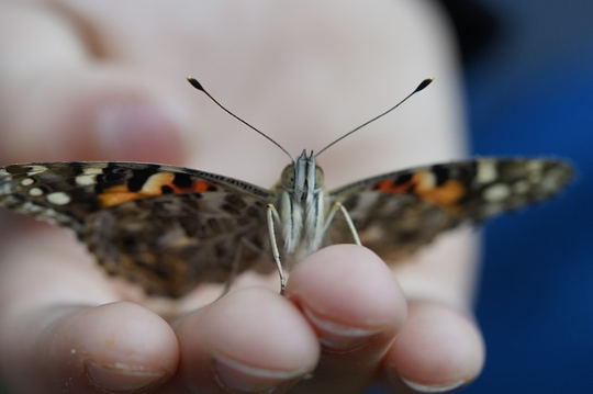 Midlife Clarity: A Butterfly Emerging from its Cocoon and Taking Flight