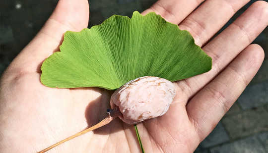 Can Ginkgo Biloba Seeds Fight Skin Infections?