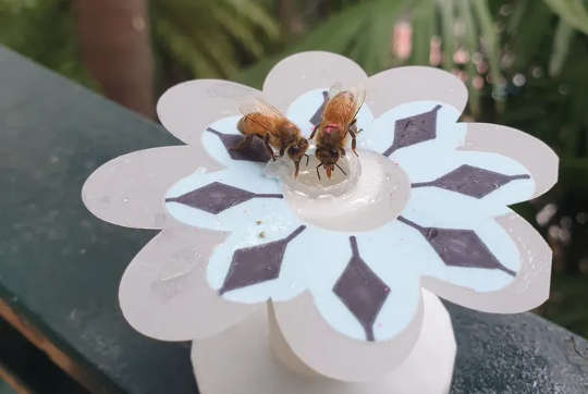 Honeybees feeding on fake flowers.